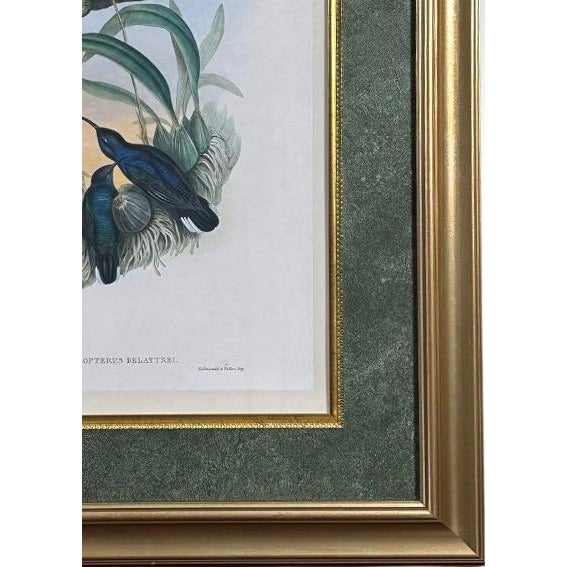 Forest Green Antique John Gould 1850s Hand Colored Hummingbird Lithograph Campylopterus Delattrei Custom Framed For Sale - Image 8 of 14