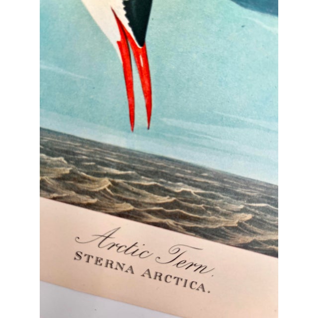John James Audubon 1964 Audubon Folio Lithograph Great Bird Paintings – “Arctic Tern” 17x14 For Sale - Image 4 of 9