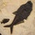 Contemporary Fossil Fish & Kinstugi Mural For Sale - Image 3 of 4