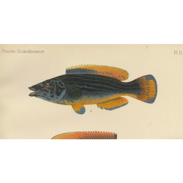 Wilhelm von Wright, Wrasse Duo and Corkwing, 1895, Print For Sale - Image 3 of 5