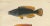 Wilhelm von Wright, Wrasse Duo and Corkwing, 1895, Print For Sale - Image 3 of 5