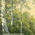 Contemporary When Last We Met by Shawn Krueger | Oil on Arches Oil Paper, Mounted to ACM Panel Landscape with trees and rocks For Sale - Image 3 of 4