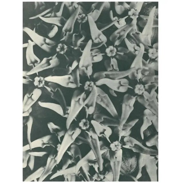 1928 Karl Blossfeldt Original Peirod Photogravure N116 of Asclepias Speciosa For Sale - Image 4 of 6