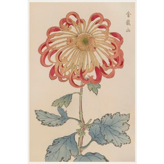 Red Chrysanthemum by Hasegawa, Vintage Japanese Botanical Art Print, 8" X 12" For Sale