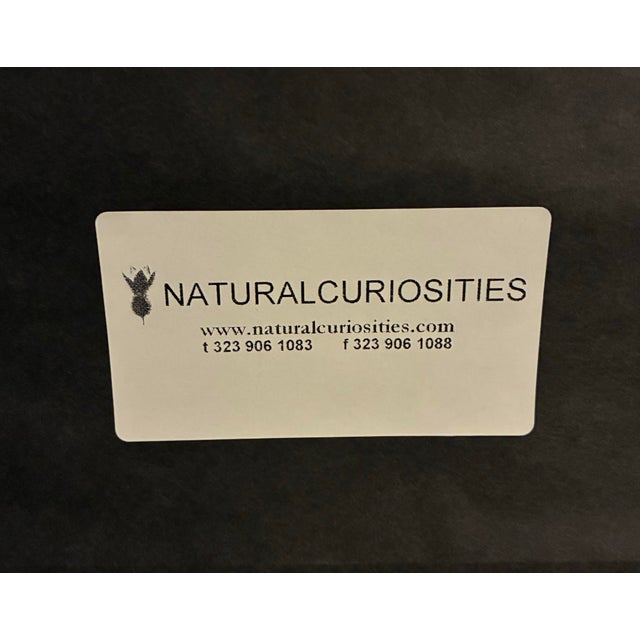 Tan Natural Curiosities “Rachamah” Bird of Pharaoh Print After James Bruce For Sale - Image 8 of 8