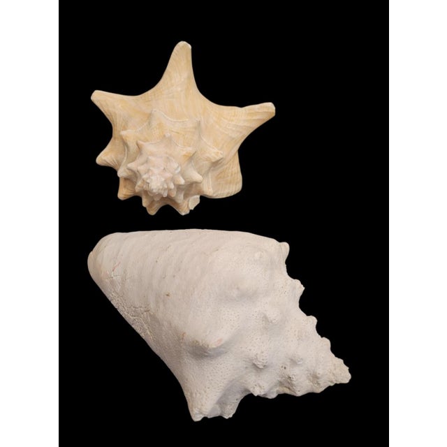 Shell Vintage Large Coastal Genuine Natural Conch Sea Shells- Set of 6 For Sale - Image 7 of 16
