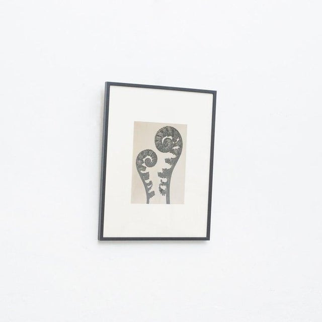 Karl Blossfeldt, Black and White Botanical Image, 1942, Photogravure, Framed For Sale - Image 10 of 13