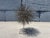 1980s 1980s Large Mid Century Bronze Dandelion Sculpture For Sale - Image 5 of 13