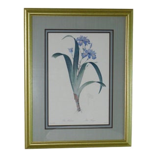 Redouté "iris Fimbriata Iris Frangée" Art Print on Paper Framed For Sale