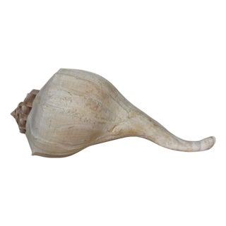 Vintage Large Lightning Welk Shell For Sale
