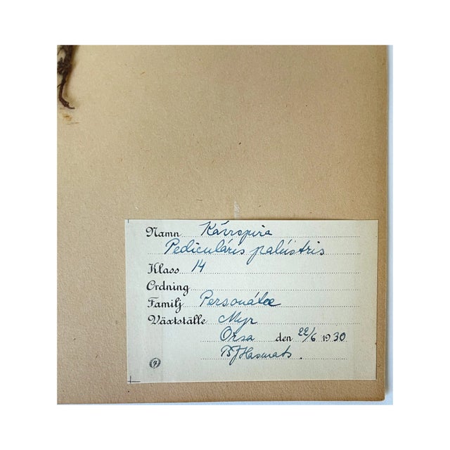 Rustic European Vintage Swedish Herbarium - Leafy Lousewort, Circa 1930 For Sale - Image 3 of 3