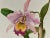 Watercolor (original) signed Madeleine Rollinat (French naturalist painter, 1914-2007), depicting an orchid (species...