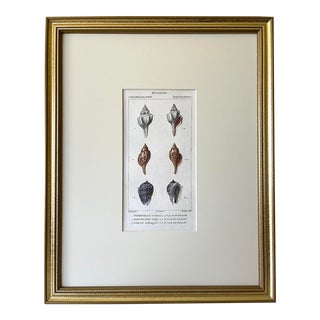 Antique French Print Hand Colored Engraving of Sea Shells by Turpin Paris 1816 For Sale