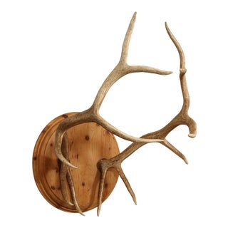 Pair of Elk Antlers Mounted on Pine For Sale