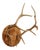 Pair of Elk Antlers Mounted on Pine For Sale