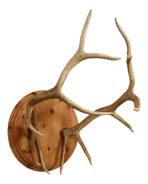 Pair of Elk Antlers Mounted on Pine