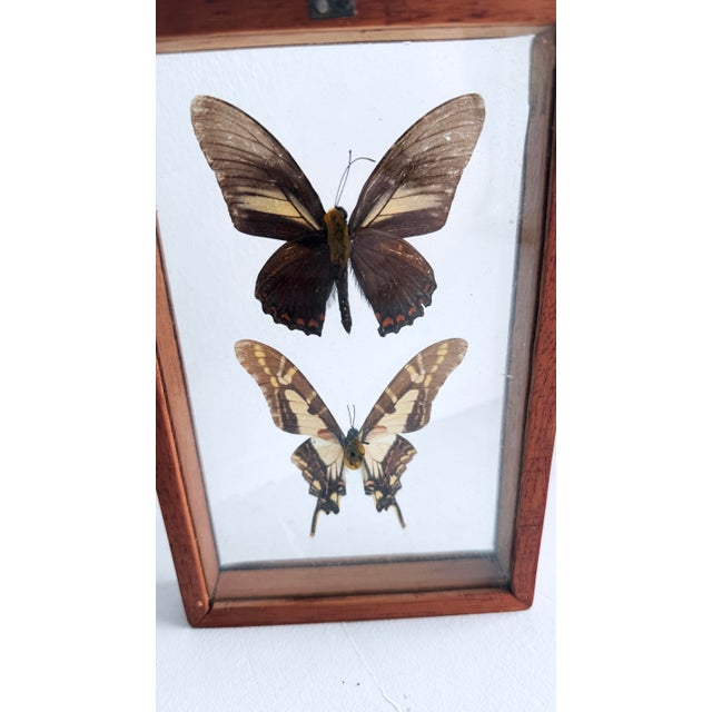 Mid-Century Modern Vintage Mid-Century Framed Buttefrly Specimen Art, 1960s For Sale - Image 3 of 6