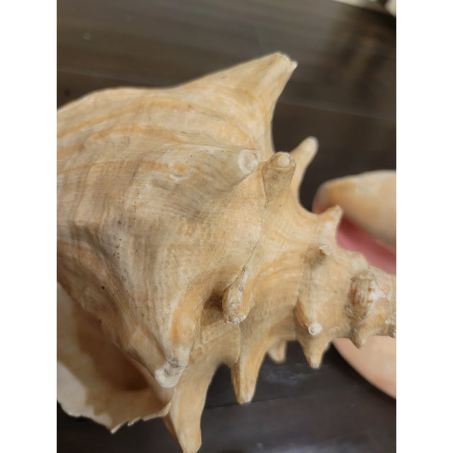 Vintage Large Coastal Genuine Natural Conch Sea Shells- Set of 6 For Sale - Image 16 of 16