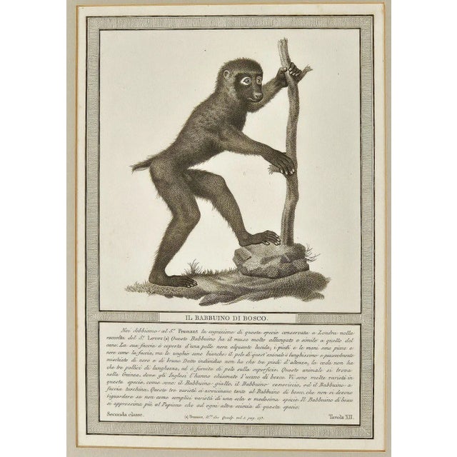 A framed engraving "Il Babbuino di Bosco", made in Milan, Italy, circa 1812.