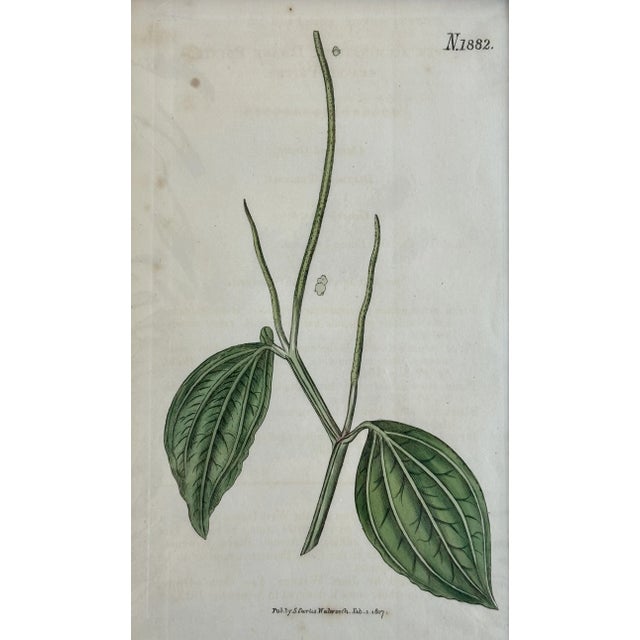 Original copper engraving by William Curtis. Curtis began publication of the Botanical Magazine in February 1787 and...