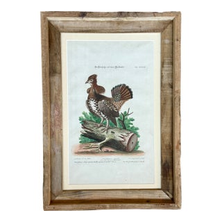 Rare 1749- 1776 Hand Colored Etching Pennsylvania Grouse by Michael Seligmann Ruffled Grouse For Sale