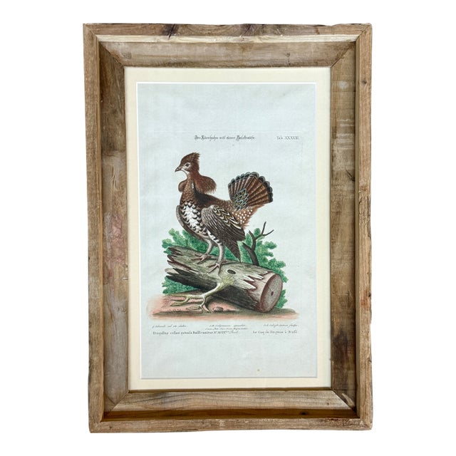 Rare 1749- 1776 Hand Colored Etching Pennsylvania Grouse by Michael Seligmann Ruffled Grouse For Sale