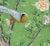 Not Yet Made - Made To Order 20“*40”/Panel, a Set of Two Chinoiserie Floral Wall Artwork, No Frame, Tea Paper For Sale - Image 5 of 7
