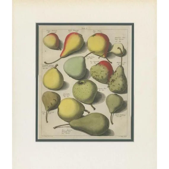 Knoop, Tab I: The Various Pears, 1758, Print on Paper For Sale