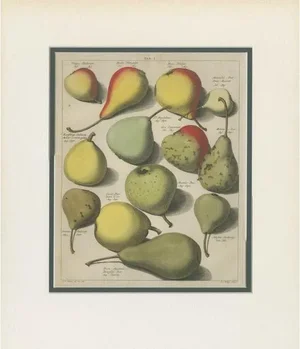 Knoop, Tab I: The Various Pears, 1758, Print on Paper