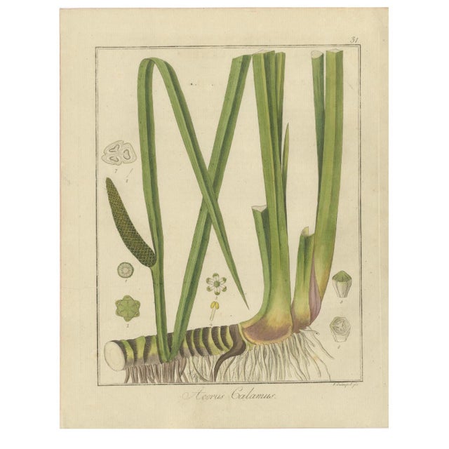 Botanical Illustrations, 1819, Paper, Set of 3 For Sale - Image 3 of 5