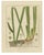 Botanical Illustrations, 1819, Paper, Set of 3 For Sale - Image 3 of 5
