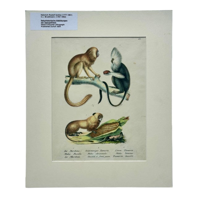 Tamarin Monkeys Original Lithograph by Brodtmann, 1824 For Sale