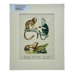 Tamarin Monkeys Original Lithograph by Brodtmann, 1824