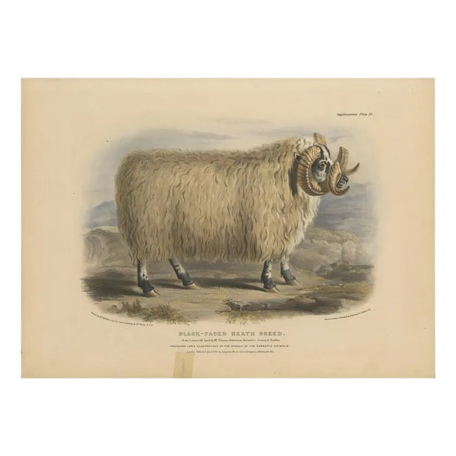 Fairland after W. Nicholson, A Ram of the Black-Faced Heath Breed or Scottish Blackface, 1841, Lithograph For Sale