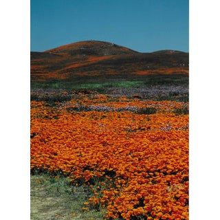 Field of Poppies California by Garo For Sale