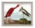 Audubon 17, Framed Artwork For Sale