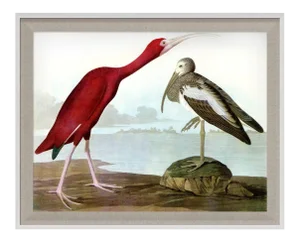 Audubon 17, Framed Artwork
