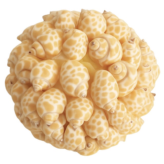 Coastal Collection of Natural Shell Spheres, Set of 6 For Sale - Image 4 of 4