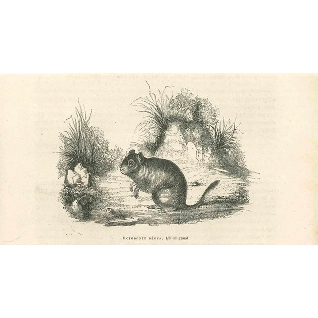 The Mouse is an original lithograph on ivory-colored paper, realized by Paul Gervais (1816-1879). The artwork is from The...