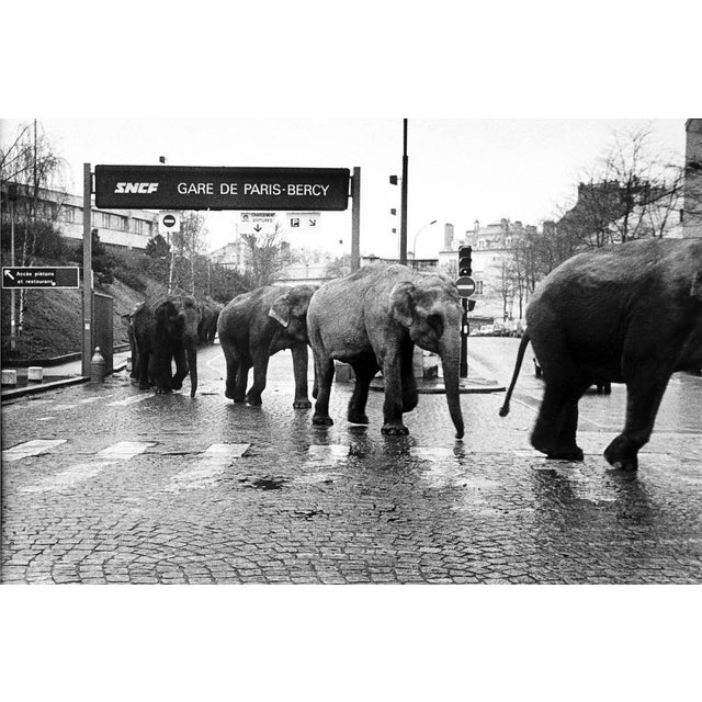 José NICOLAS (Born 1959) The arrival of the American Circus elephants at Bercy station, Paris, 1985 Later silver print,...