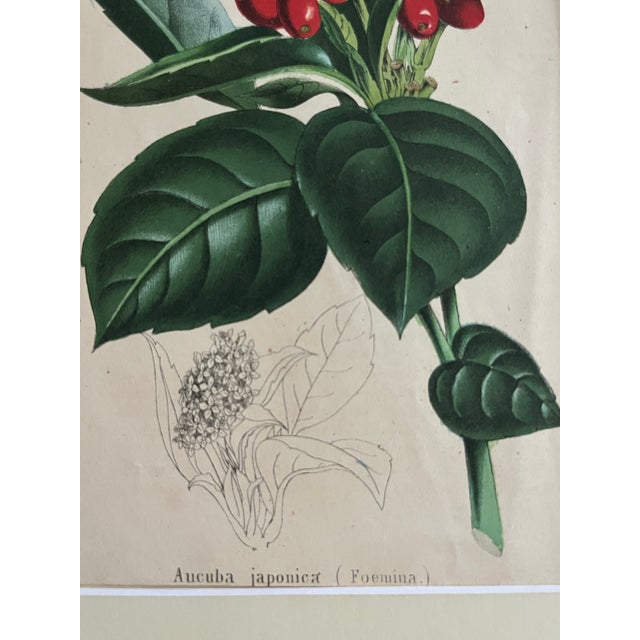 Mid 19th Century Antique Botanical Print Japanese Laurel c.1860 For Sale - Image 5 of 5