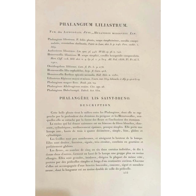 Phalangium Liliastrum Hand Painted Colored Engraving Signed p.j. Redoute For Sale - Image 12 of 13