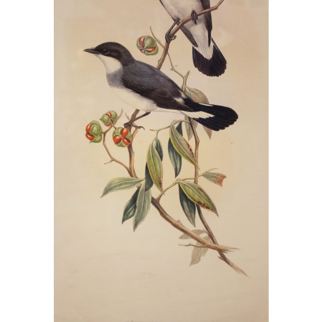 English 1970s English Framed Reproduction of Gould's White Tailed Robin Lithograph For Sale - Image 3 of 10