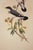English 1970s English Framed Reproduction of Gould's White Tailed Robin Lithograph For Sale - Image 3 of 10
