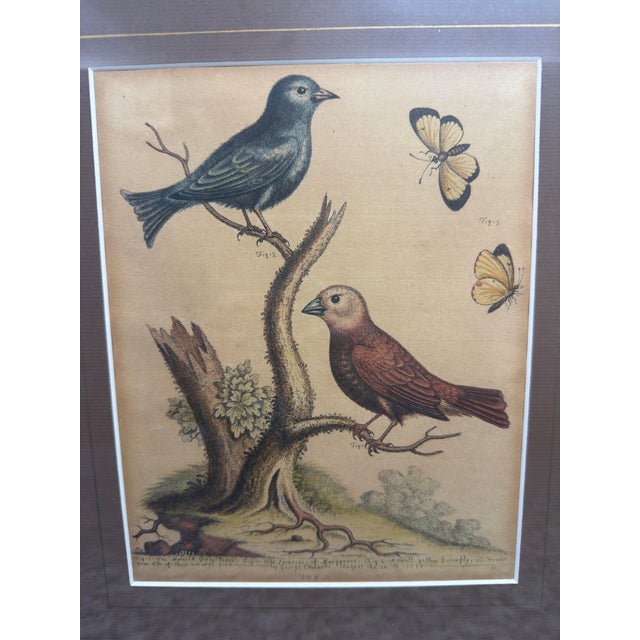 Mid 18th Century Original George Edwards Bird Print, Malacca Gros-Beack & Jacarini of Marggrave; Cooper Plate, Etching and Engraving, Hand Colored For Sale - Image 5 of 12