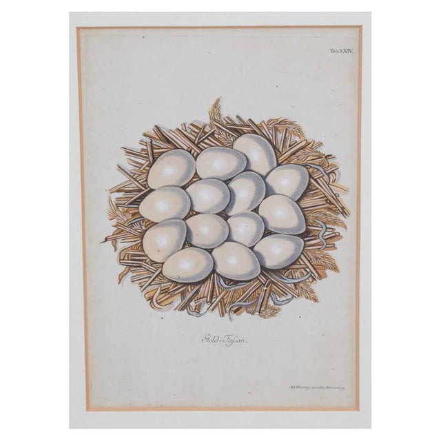 18th Century Set of 8 Antique 18th & 19th C Oological Engraving Prints of Eggs & Nests For Sale - Image 5 of 11