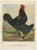 Foerster, Feathered Langshan, 19th Century, Lithograph For Sale