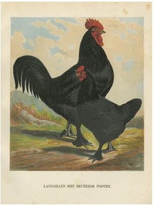 Foerster, Feathered Langshan, 19th Century, Lithograph