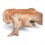 Natural Teak Root Coffee Table, 1980s For Sale - Image 4 of 6