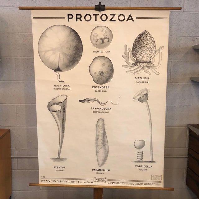Educational, anatomical, roll up chart by New York Scientific Supply Co. circa 1941 depicting organisms of the protozoa...